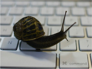 Snail on Keyboard